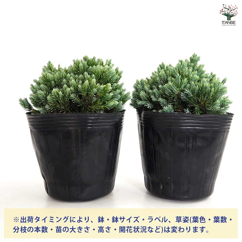 コニファー ブルースター 【庭木 5号／1個売り】