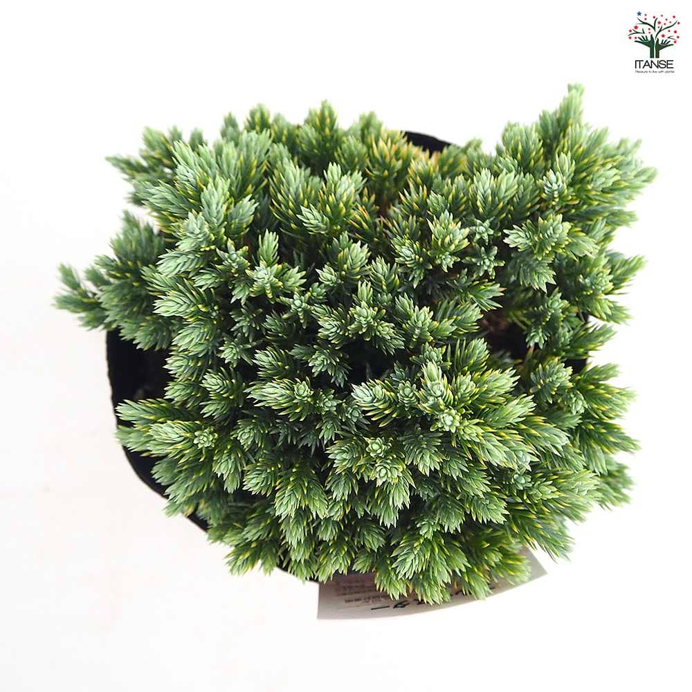 中型コニファー 濃い緑 丸型　庭木 中型コニファー 濃い緑 丸型 庭木 コニファー図鑑・おすすめの種類