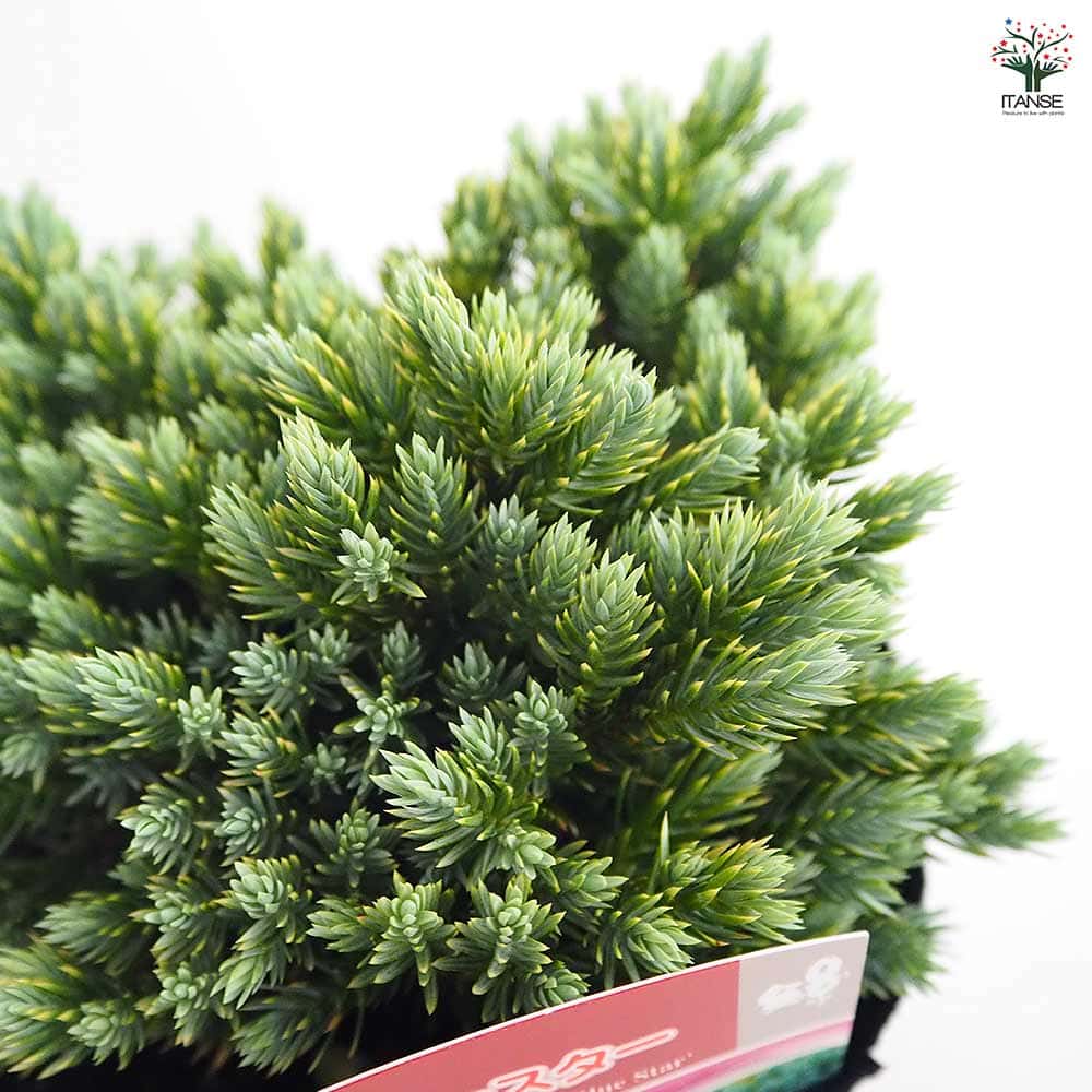 コニファー ブルースター 【庭木 5号／1個売り】