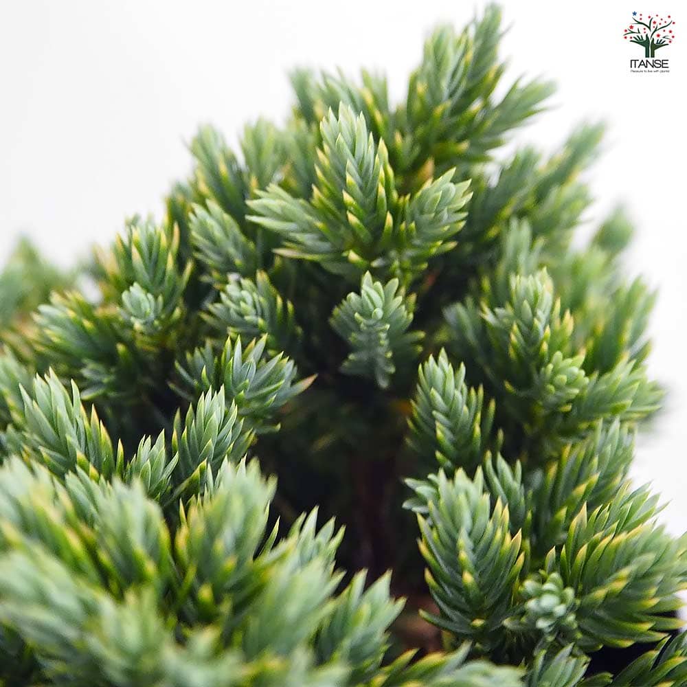 コニファー ブルースター 【庭木 5号／1個売り】