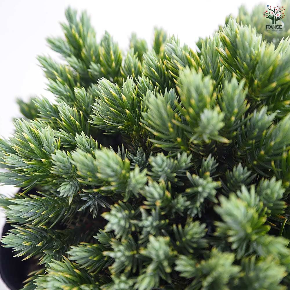 コニファー ブルースター 【庭木 5号／1個売り】