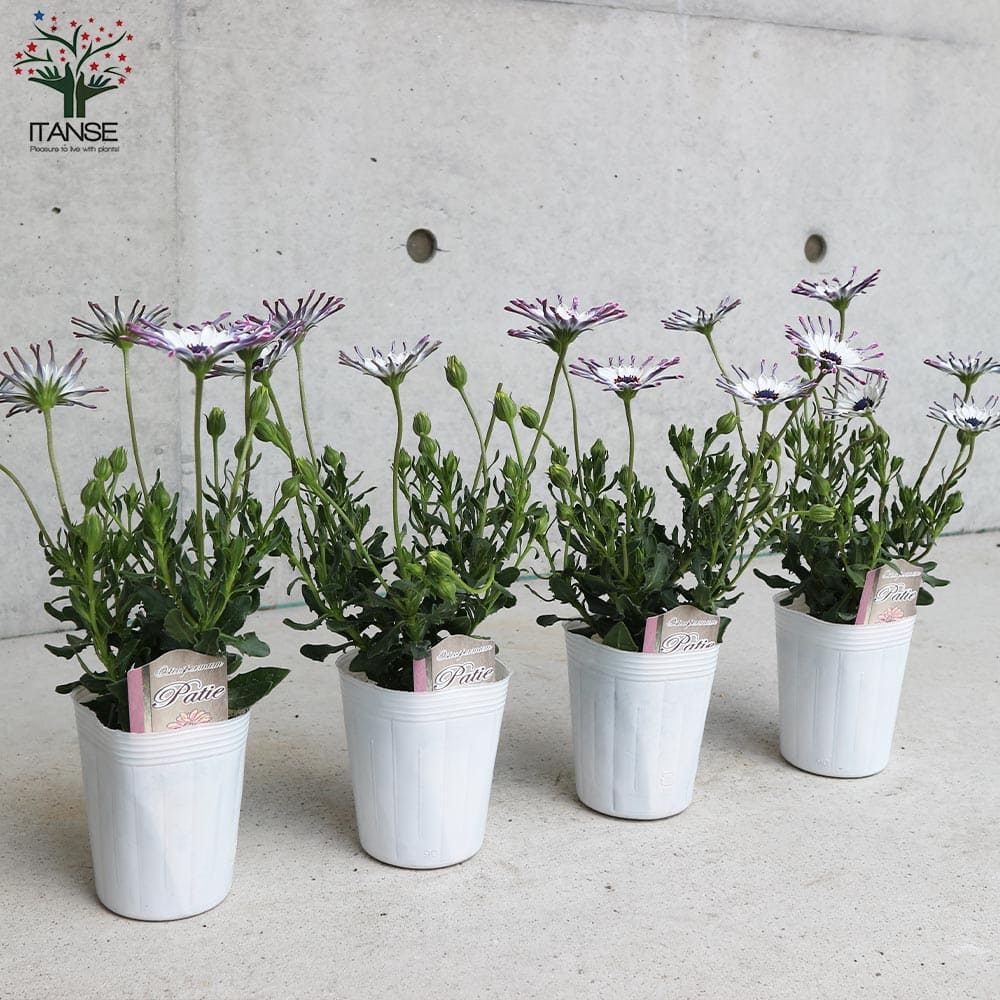 オステオスペルマム スプーンdeベリー 【花苗 3号】｜ 【植物の