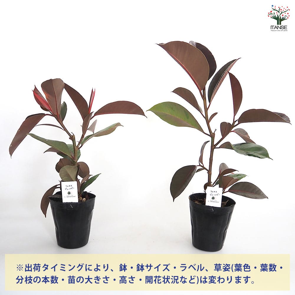 フィカス ブルールビー 【観葉植物 4号／1個売り】｜ 【植物の