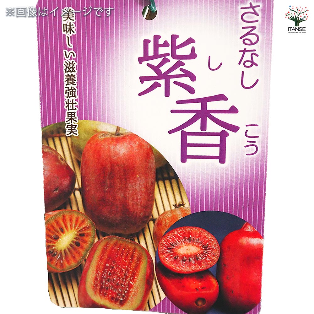 さるなし 紫香(しこう) 【果樹の苗木 4.5号/1個売り】| 【植物のITANSE】全品送料無料・即出荷!