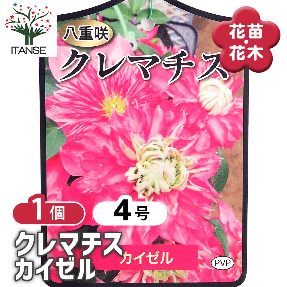 クレマチス カイゼル 【花苗 4号／1個売り】｜ 【植物のITANSE
