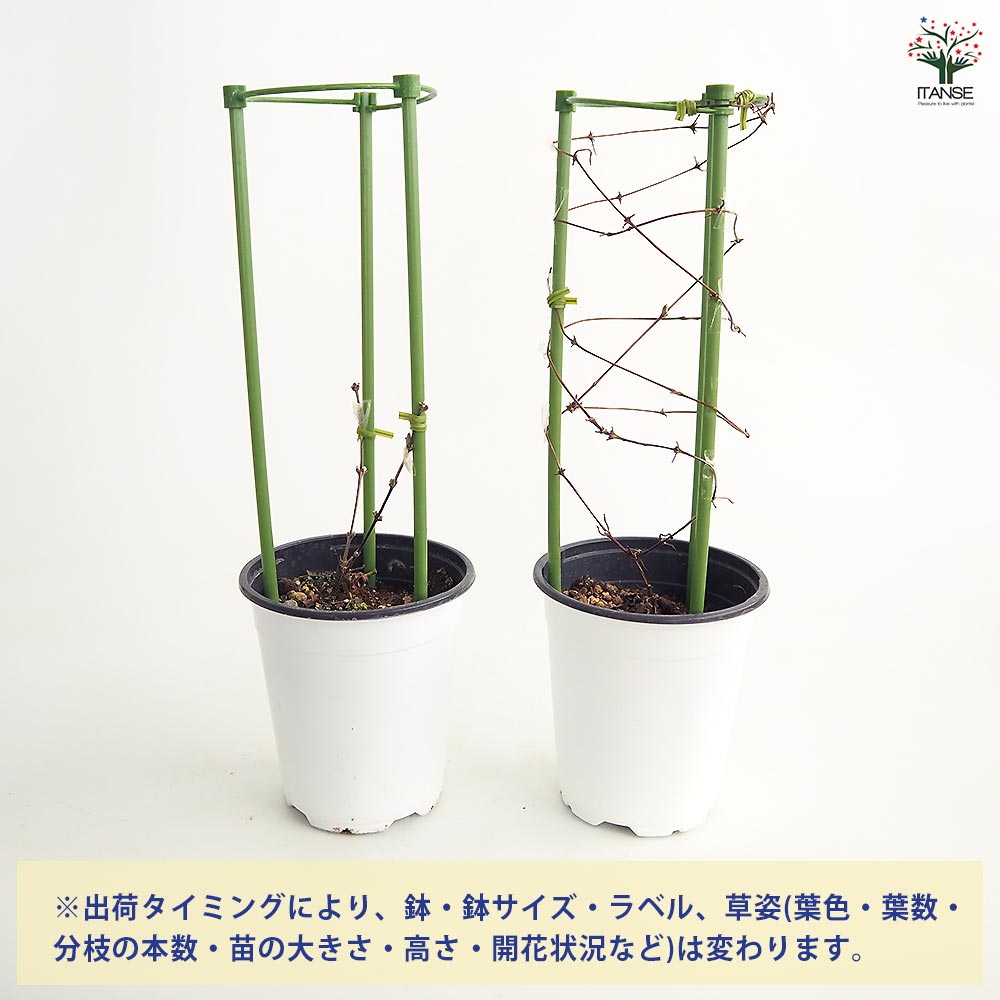 クレマチス カイゼル 【花苗 4号／1個売り】｜ 【植物のITANSE