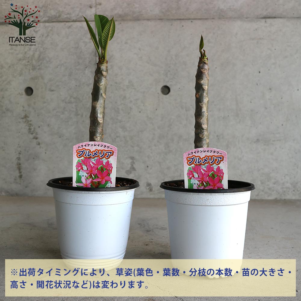 Amazon.co.jp: プルメリア ホワイト＆イエロー 4号鉢【品種で