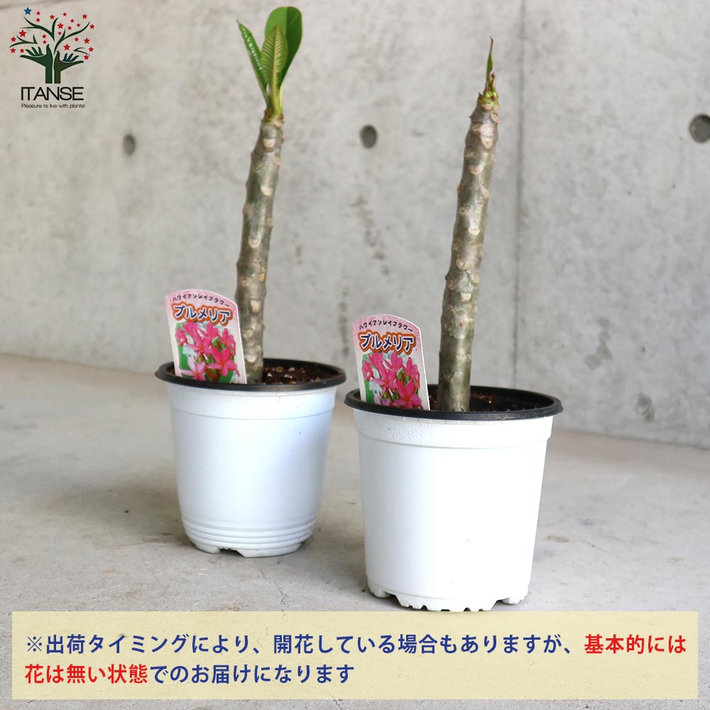 プルメリア レッド【庭木 4号鉢 熱帯花木苗／1個売り】｜ 【植物の