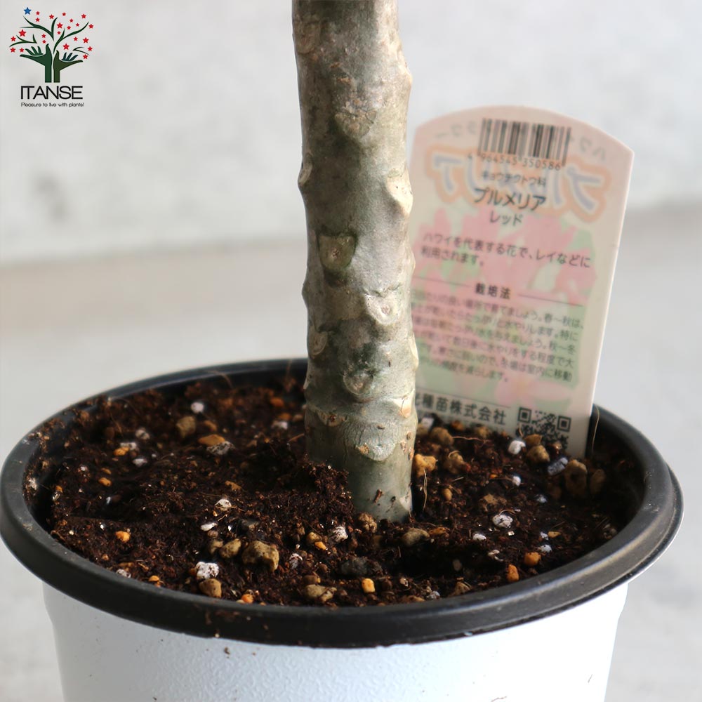 プルメリア レッド【庭木 4号鉢 熱帯花木苗／1個売り】｜ 【植物