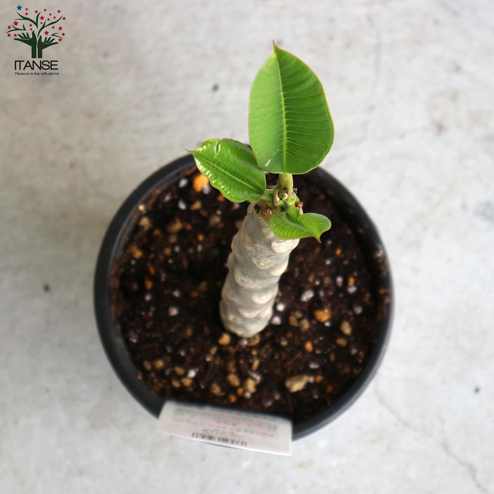 プ*ア様 プルメリア苗木　園芸品種（Red Qeen） ae6337a74aaa863b9fd68035a25510