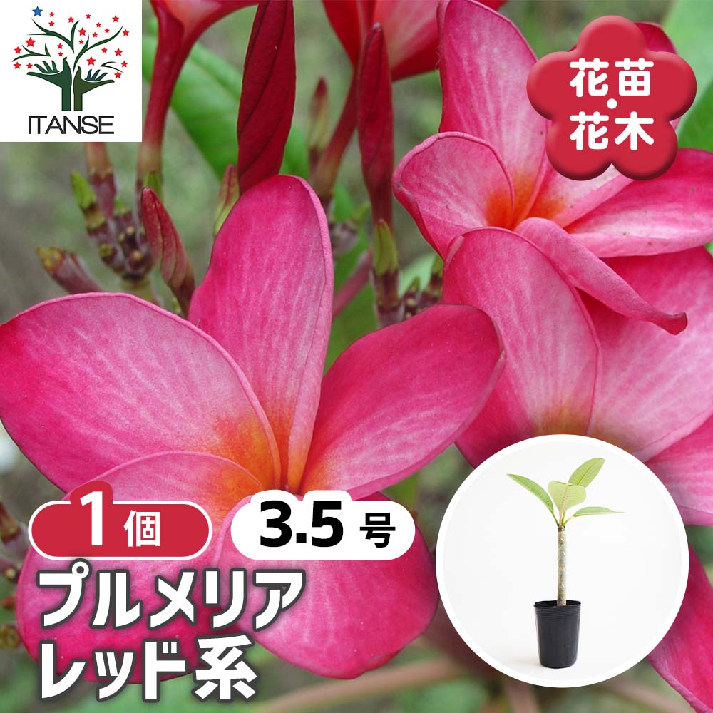 プルメリア レッド系【庭木 3.5号鉢 熱帯花木苗／1個売り】｜ 【植物の
