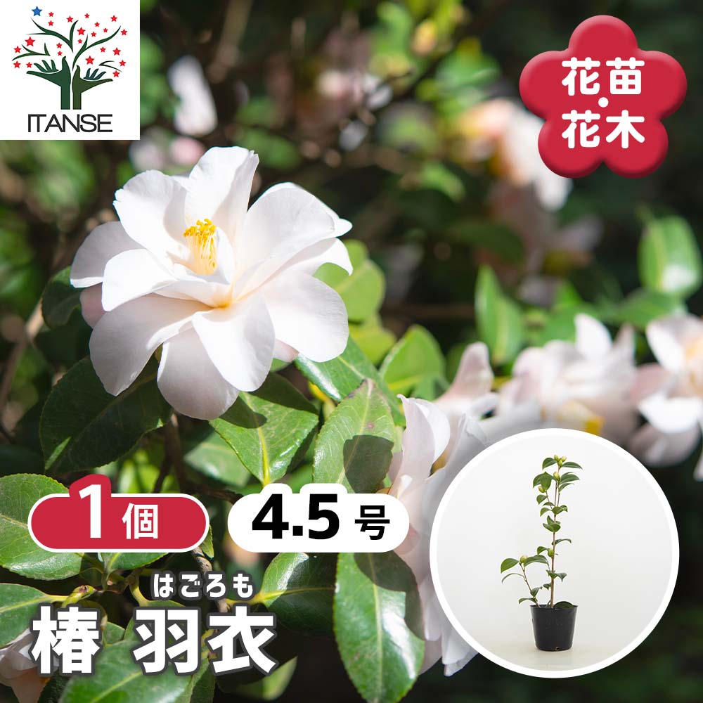 椿(ツバキ)接木苗　紅羽衣 椿(ツバキ)の苗木 羽衣 【花木苗 4.5号／1個売り】｜ 【植物の