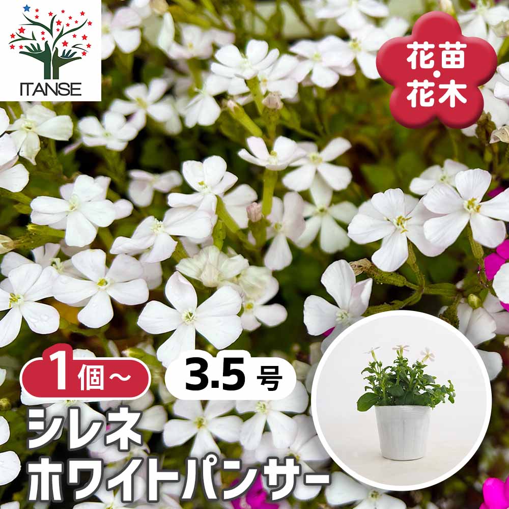 シレネ ホワイトパンサー 【花苗 3.5号】｜ 【植物のITANSE