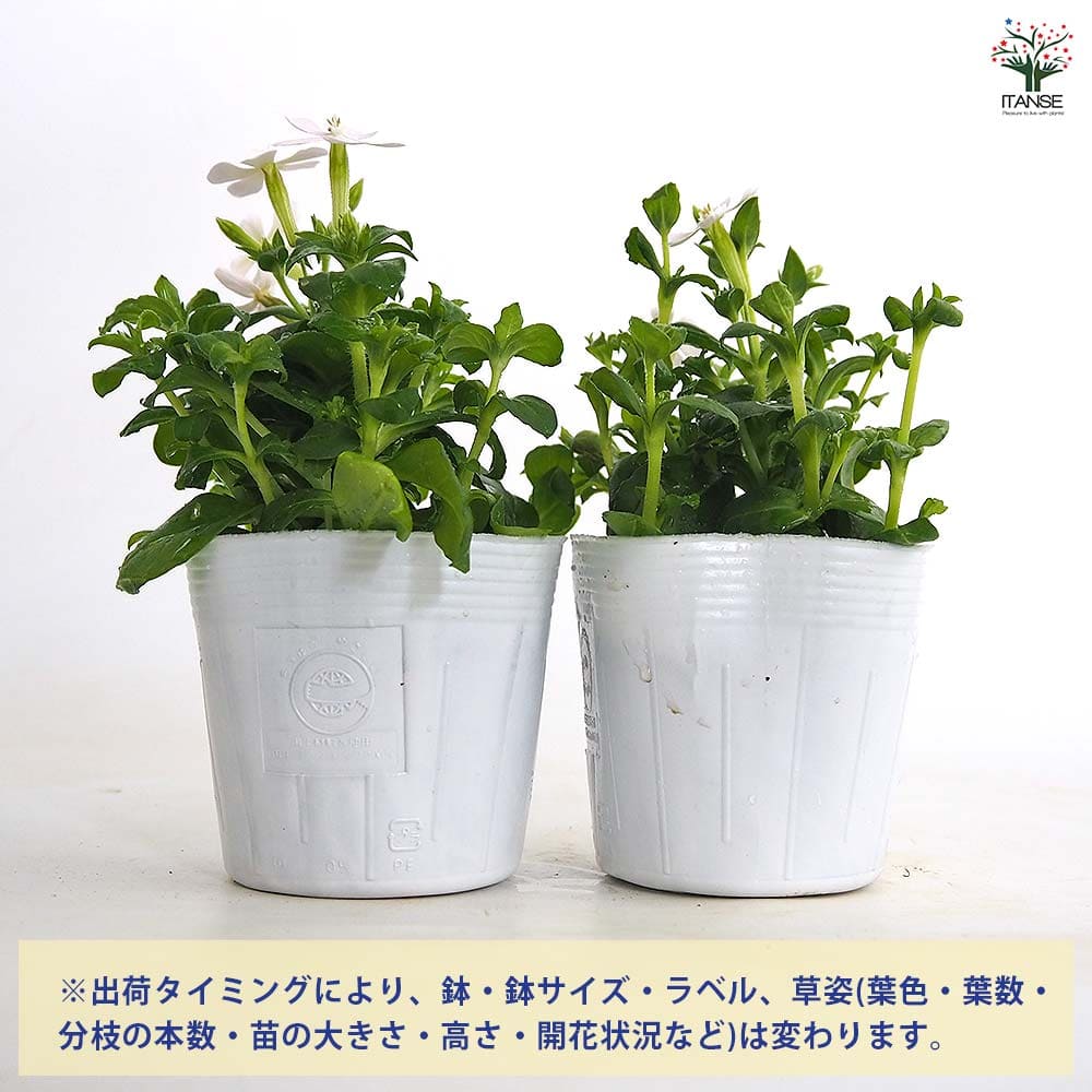 シレネ ホワイトパンサー 【花苗 3.5号】｜ 【植物のITANSE