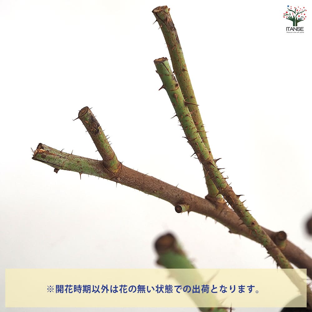 薔薇 ロサ ケンティフォリア 接木苗【花苗 4号／1個売り】｜ 【植物の