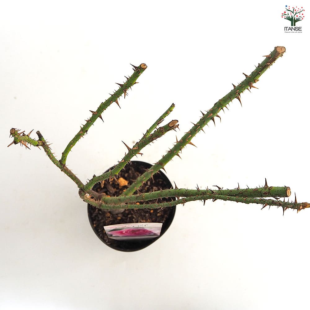 薔薇 ロサ ケンティフォリア 接木苗【花苗 4号／1個売り】｜ 【植物の