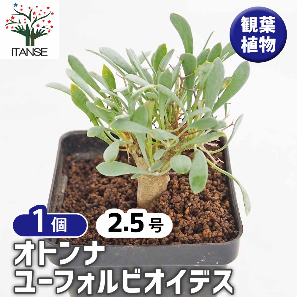オトンナ ユーフォルビオイデス 【観葉植物 2.5号／1個売り】｜ 【植物