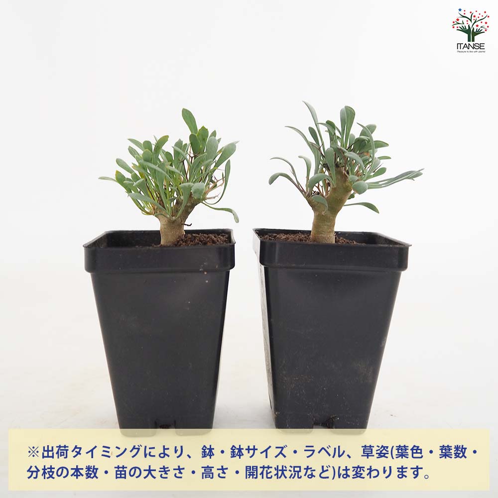 オトンナ ユーフォルビオイデス 【観葉植物 2.5号／1個売り】｜ 【植物