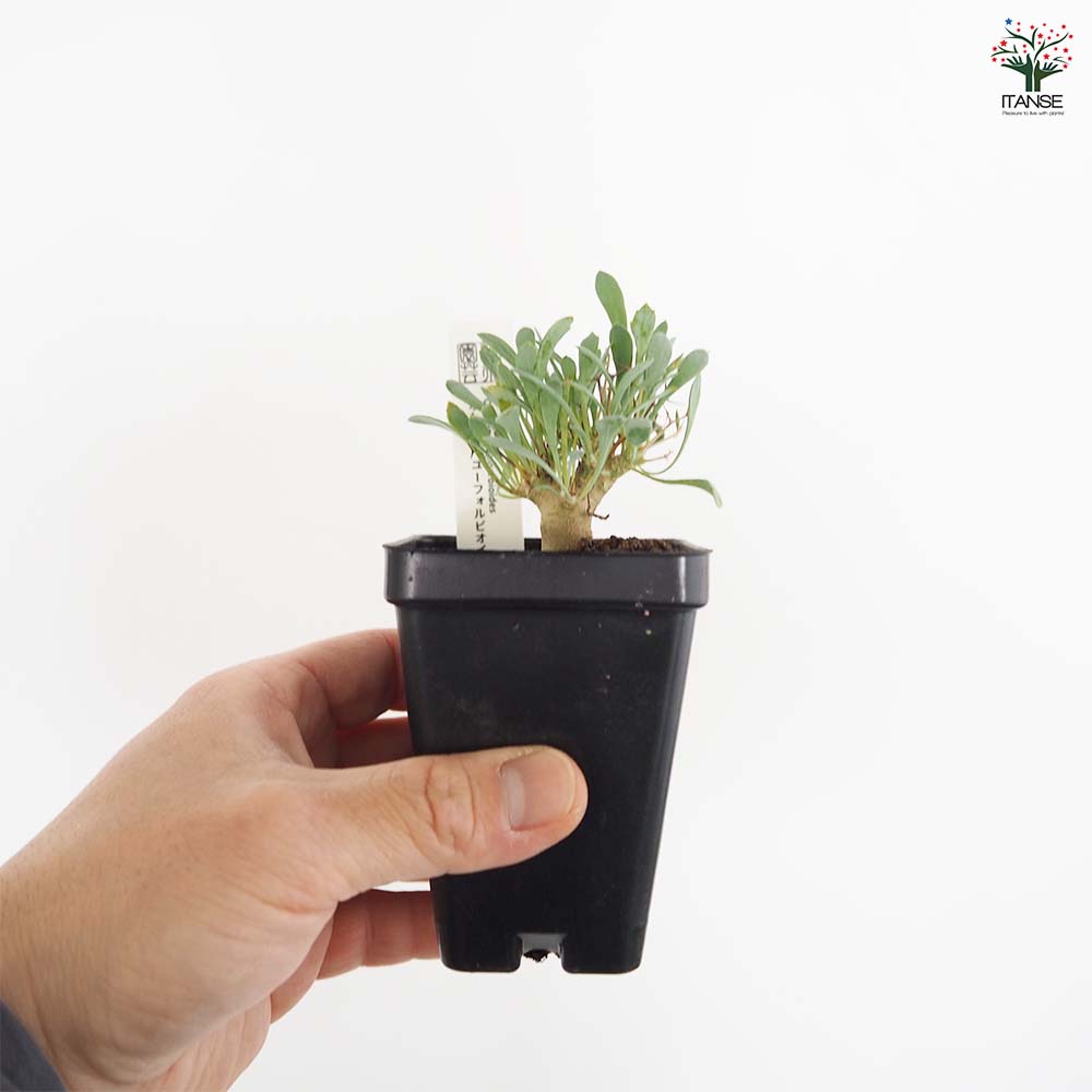 オトンナ ユーフォルビオイデス 【観葉植物 2.5号／1個売り】｜ 【植物