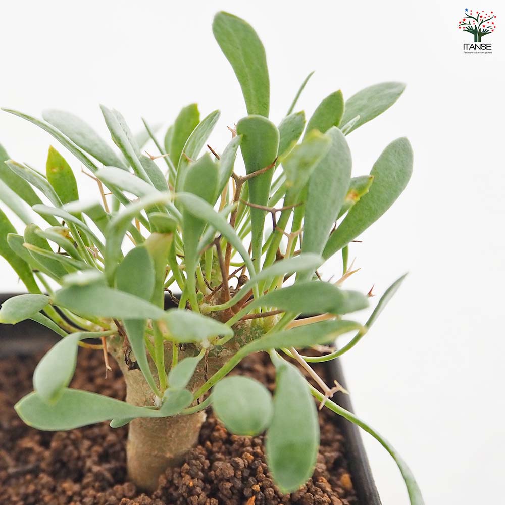 オトンナ ユーフォルビオイデス 【観葉植物 2.5号／1個売り】｜ 【植物