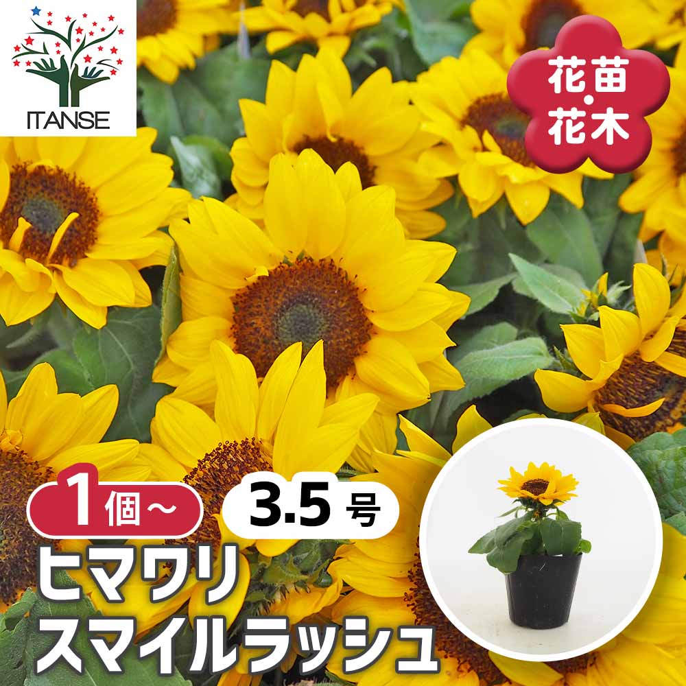 ヒマワリ スマイルラッシュ 【花苗 3.5号】｜ 【植物のITANSE