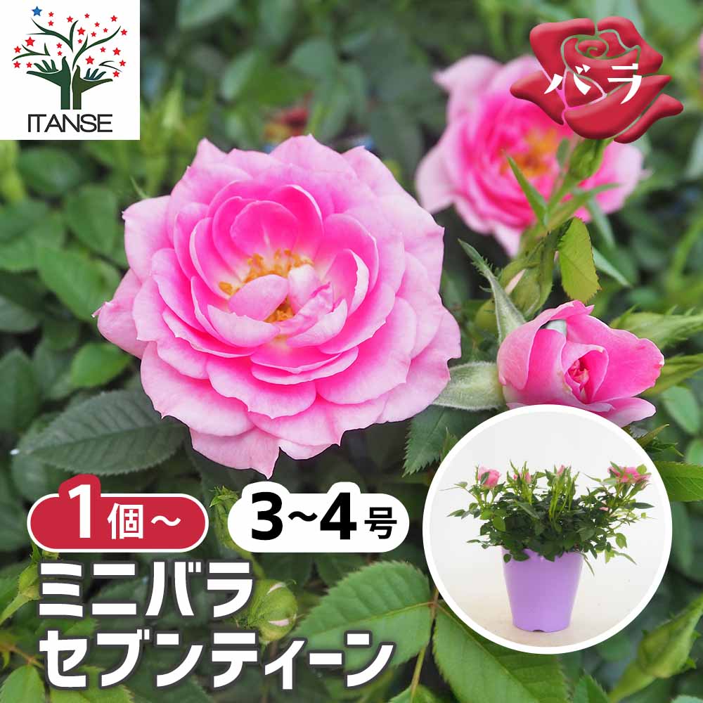 ミニ薔薇 セブンティーン 【花木苗 3.5号】｜ 【植物のITANSE