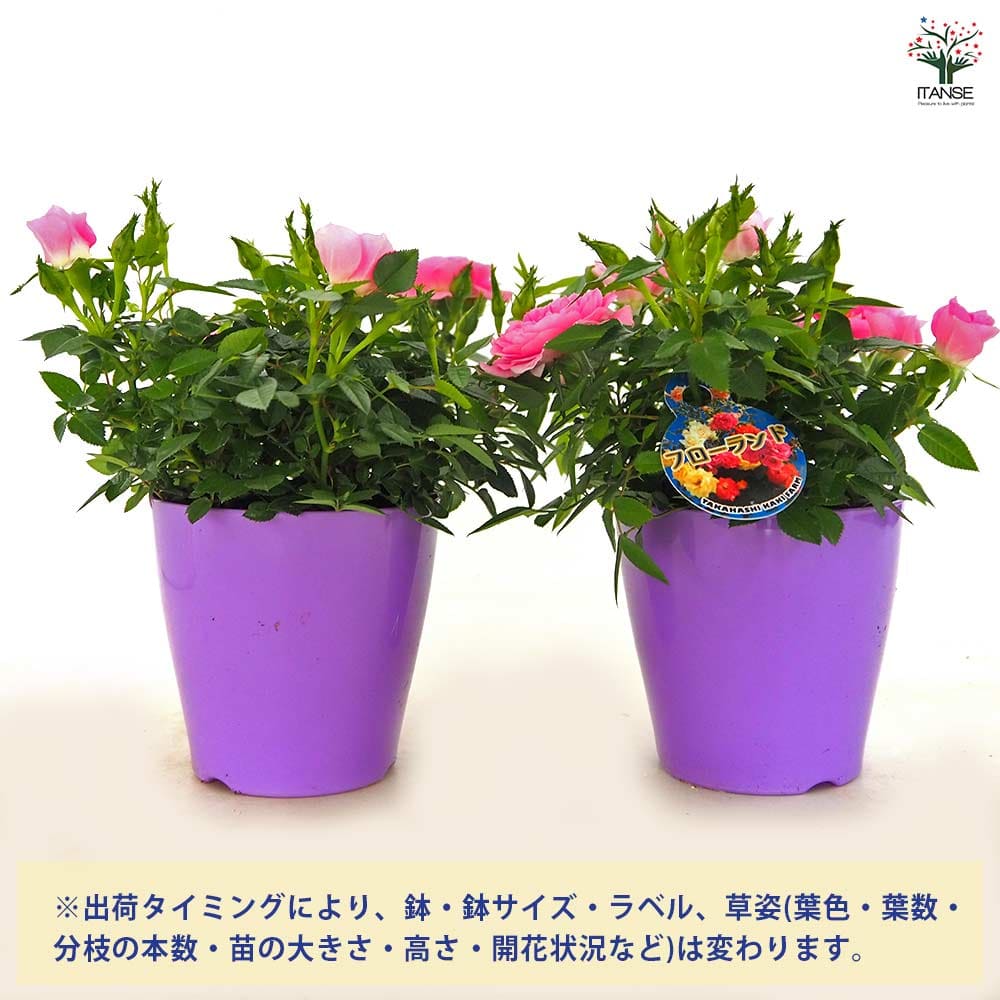 ミニ薔薇 セブンティーン 【花木苗 3.5号】｜ 【植物のITANSE