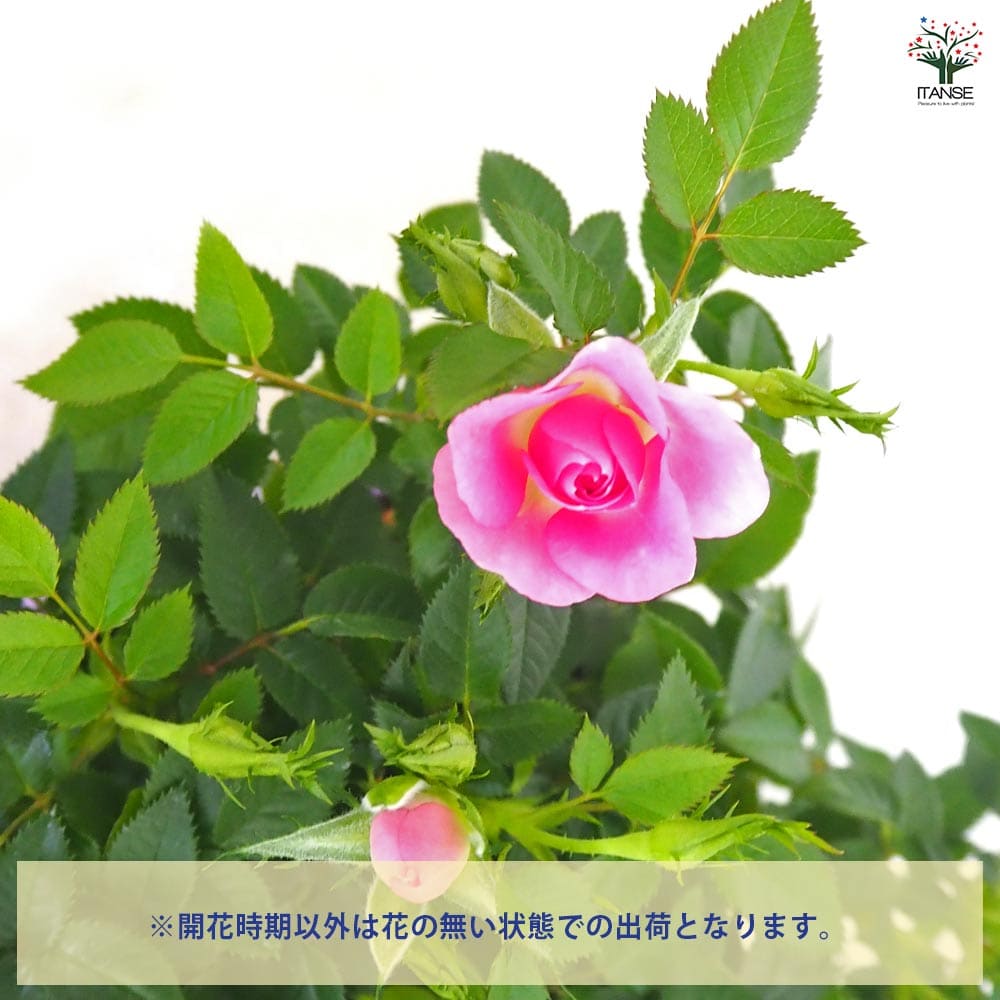 ミニ薔薇 セブンティーン 【花木苗 3.5号】｜ 【植物のITANSE