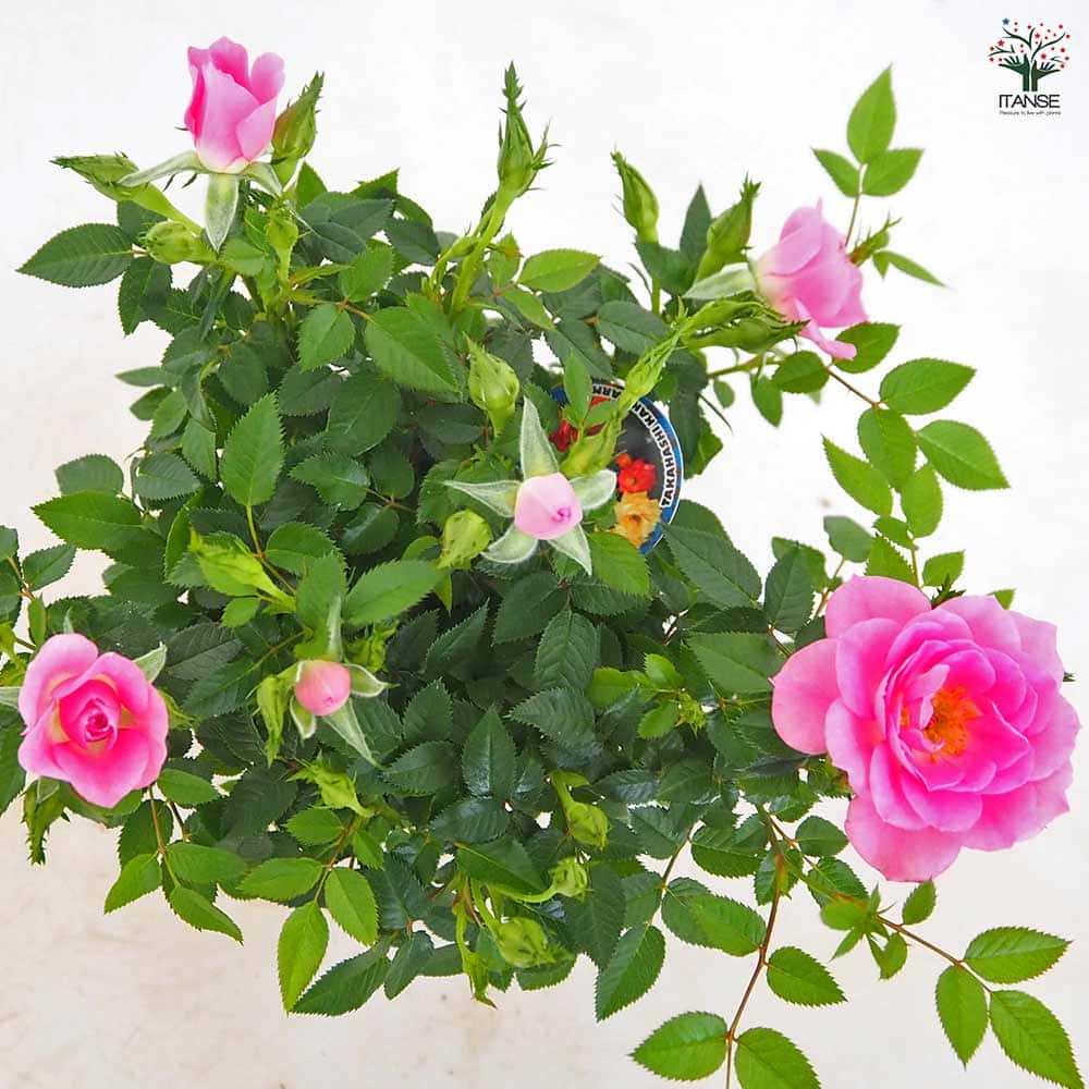 ミニ薔薇 セブンティーン 【花木苗 3.5号】｜ 【植物のITANSE