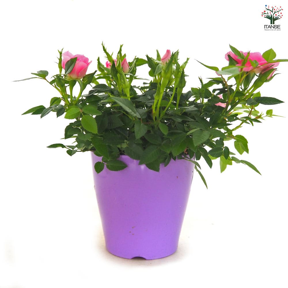 ミニ薔薇 セブンティーン 【花木苗 3.5号】｜ 【植物のITANSE