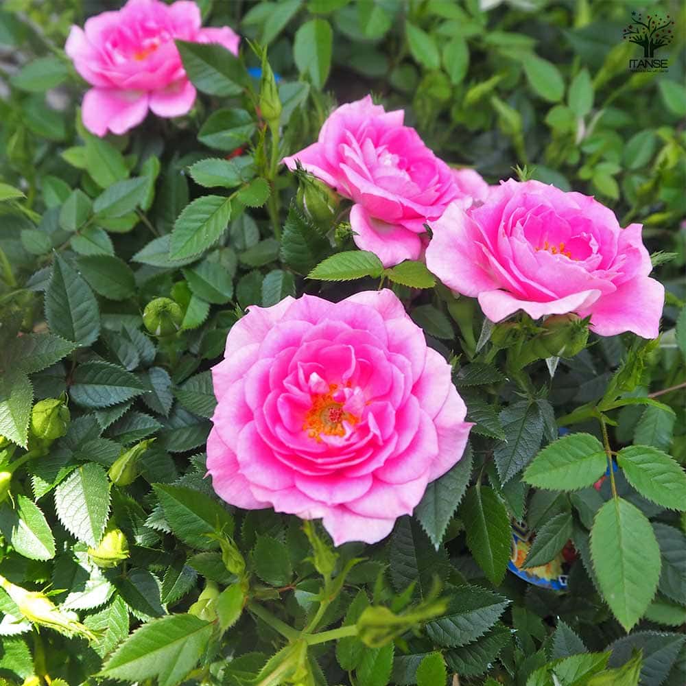 ミニ薔薇 セブンティーン 【花木苗 3.5号】｜ 【植物のITANSE