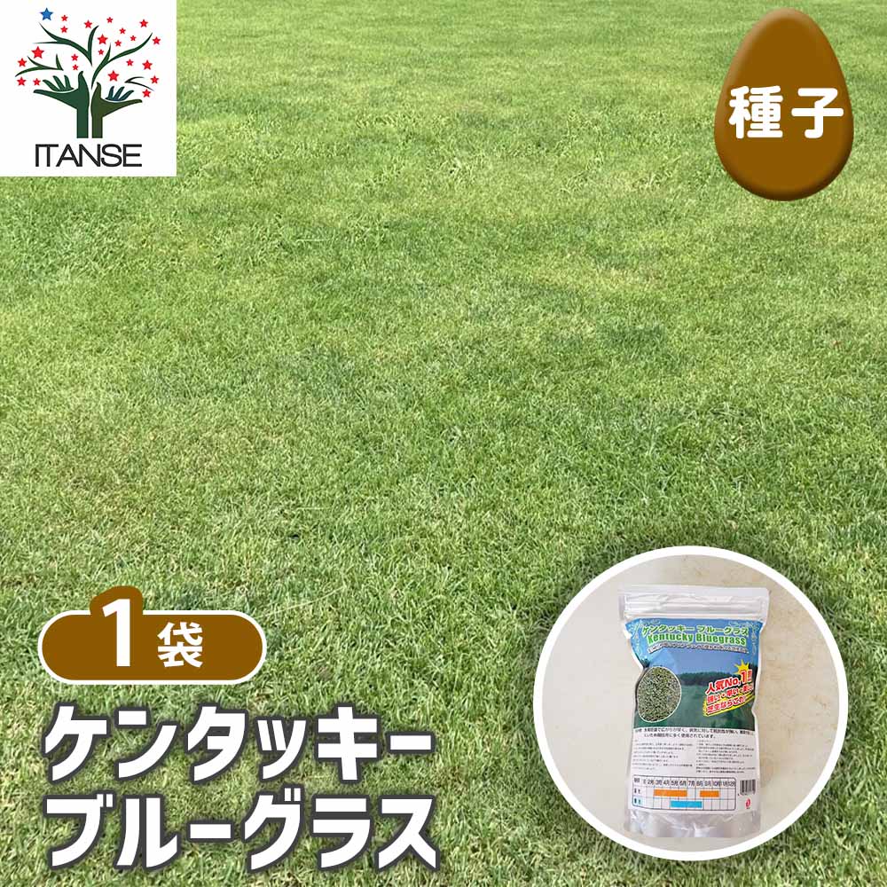 種子 ケンタッキーブルーグラス 【 種子 1L ／1個売り 】｜ 【植物の