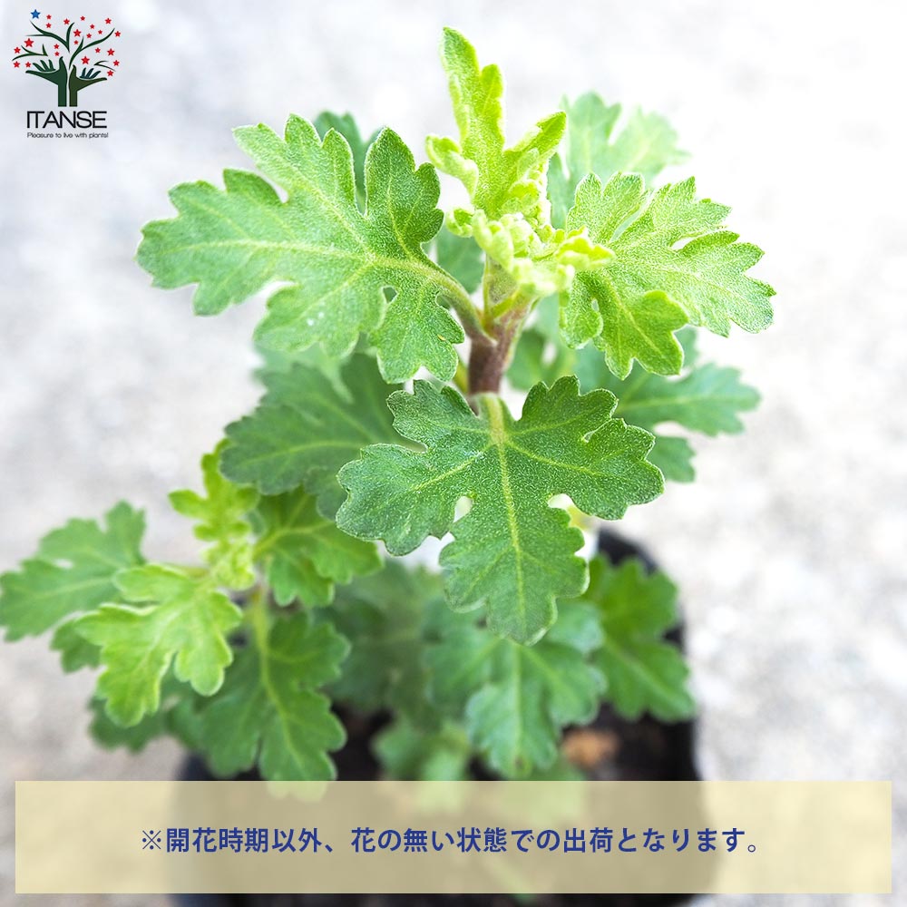 夏菊 やまびこ【花苗 3号ポット/お買い得2個セット】| 【植物のITANSE】全品送料無料・即出荷!