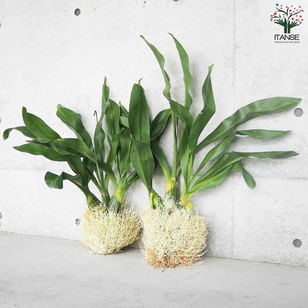 グラマトフィラム スクリプタム ヒヒマヌ 吊り仕立て【花苗／1個売り