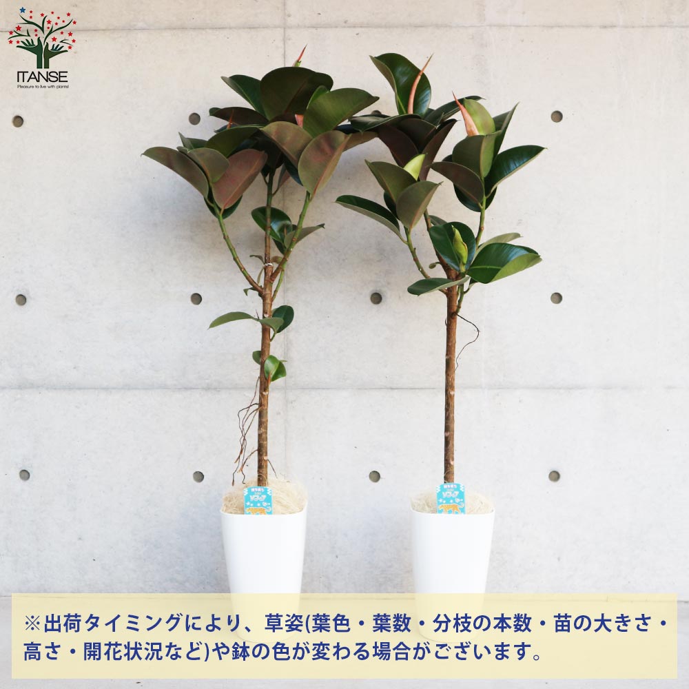 フィカス エラスティカ・ソフィア(ゴムの木の仲間)【観葉植物 8号鉢／1