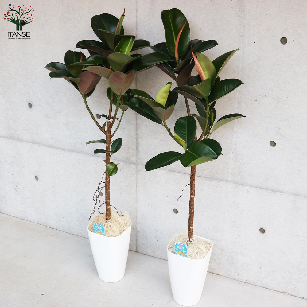 フィカス・エラスティカ（ゴムの木）約1.5メートル フィカス・エラスティカ（ゴムの木）約1.5メートル ゴムの木