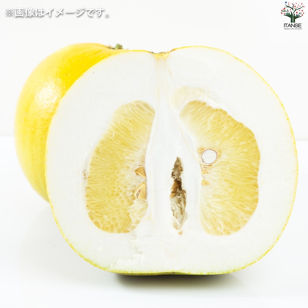 柑橘の苗 ザボン 晩白柚(バンペイユ)【果樹の苗木 15cmポット 1年生