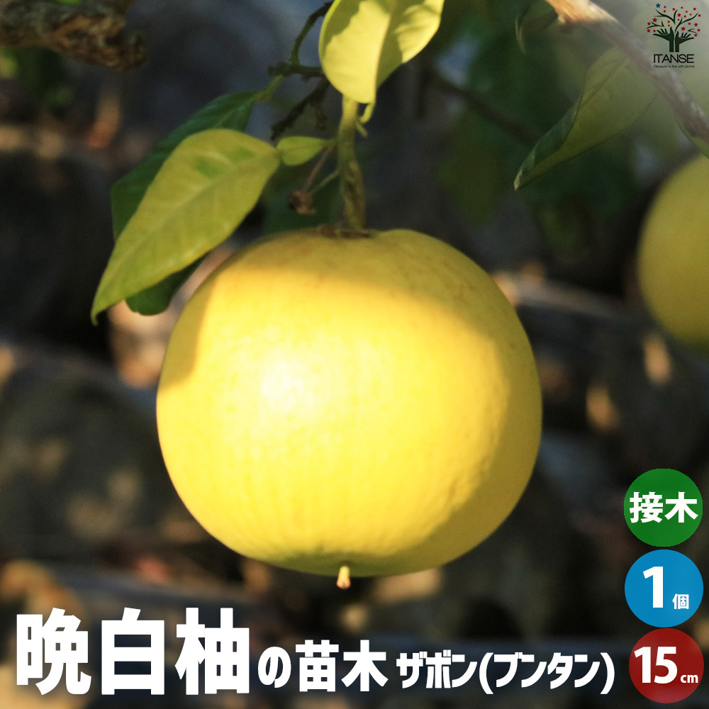 柑橘の苗 ザボン 晩白柚(バンペイユ)【果樹の苗木 15cmポット 1年生 接木苗／1個売り】