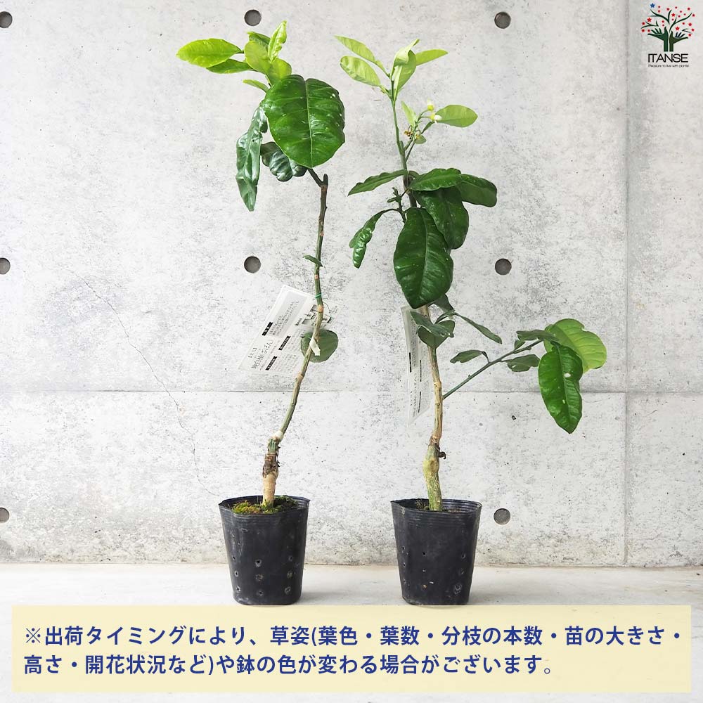 柑橘の苗 ザボン 晩白柚(バンペイユ)【果樹の苗木 15cmポット 1年生 