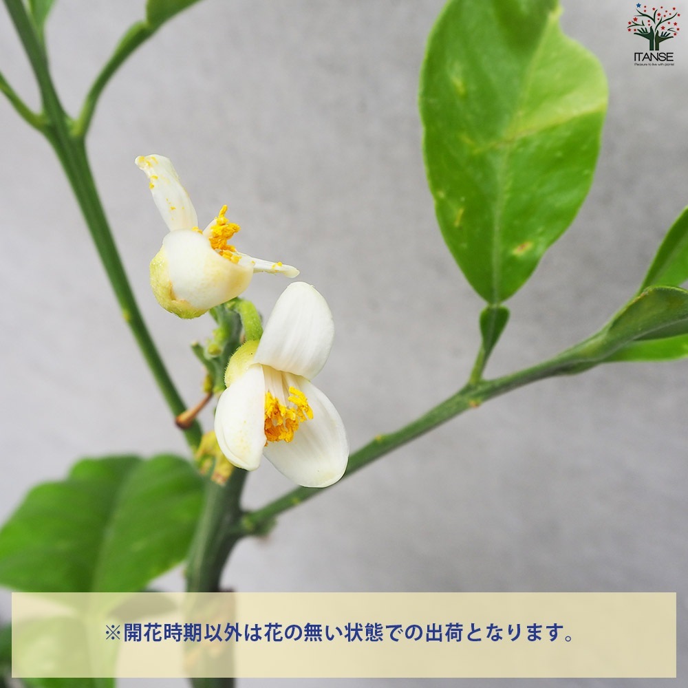 柑橘の苗 ザボン 晩白柚(バンペイユ)【果樹苗／15cmポット接木苗／1個売り】
