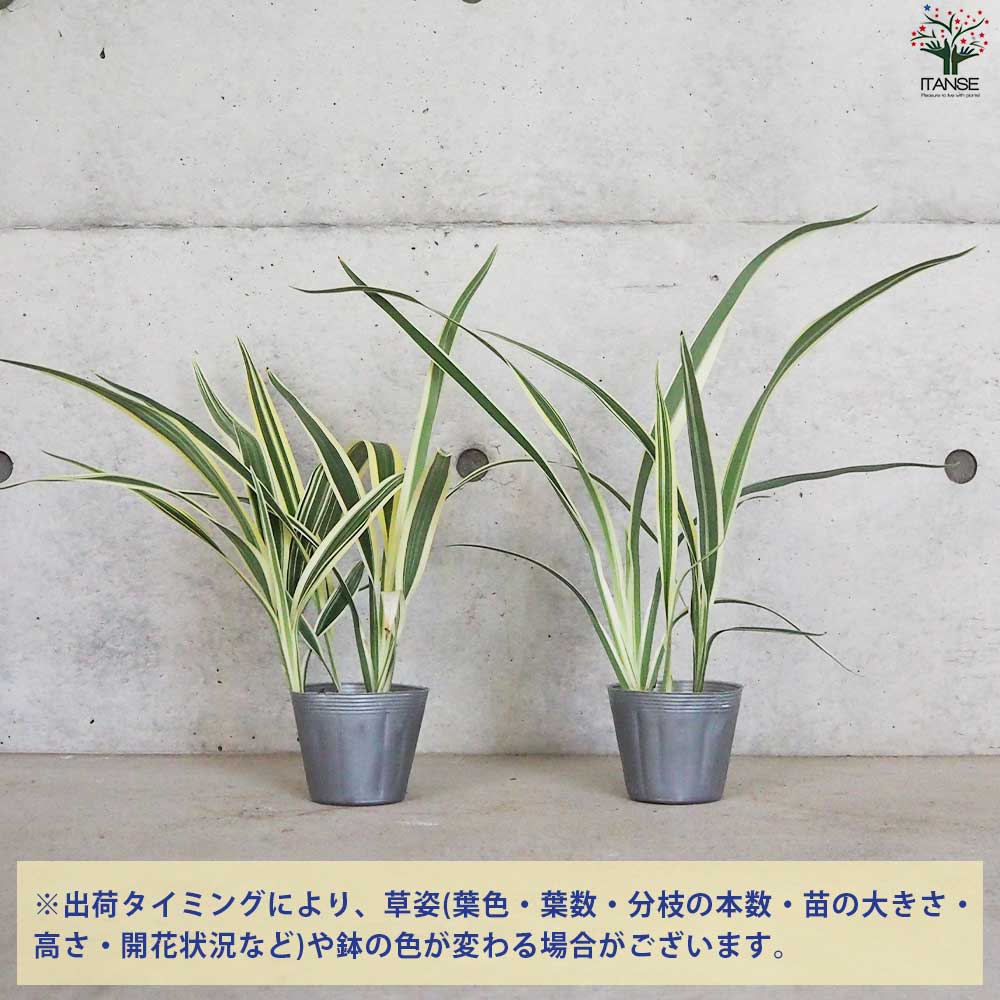 完売　希少大株【斑入りキキョウラン＊ディアネラ＊桔梗蘭】肉厚でお見事なストライプ 完売 希少大株【斑入りキキョウラン＊ディアネラ＊桔梗蘭】肉厚でお