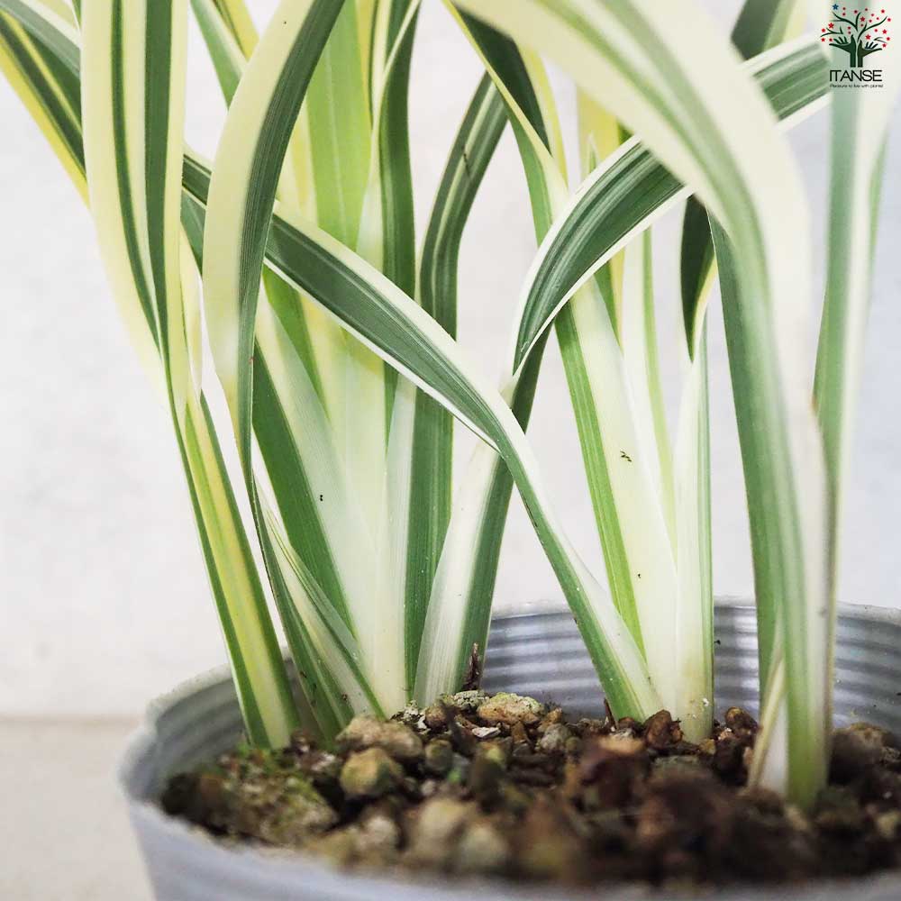 キキョウラン 斑入り 【花苗 3.5号鉢】｜ 【植物のITANSE】全品