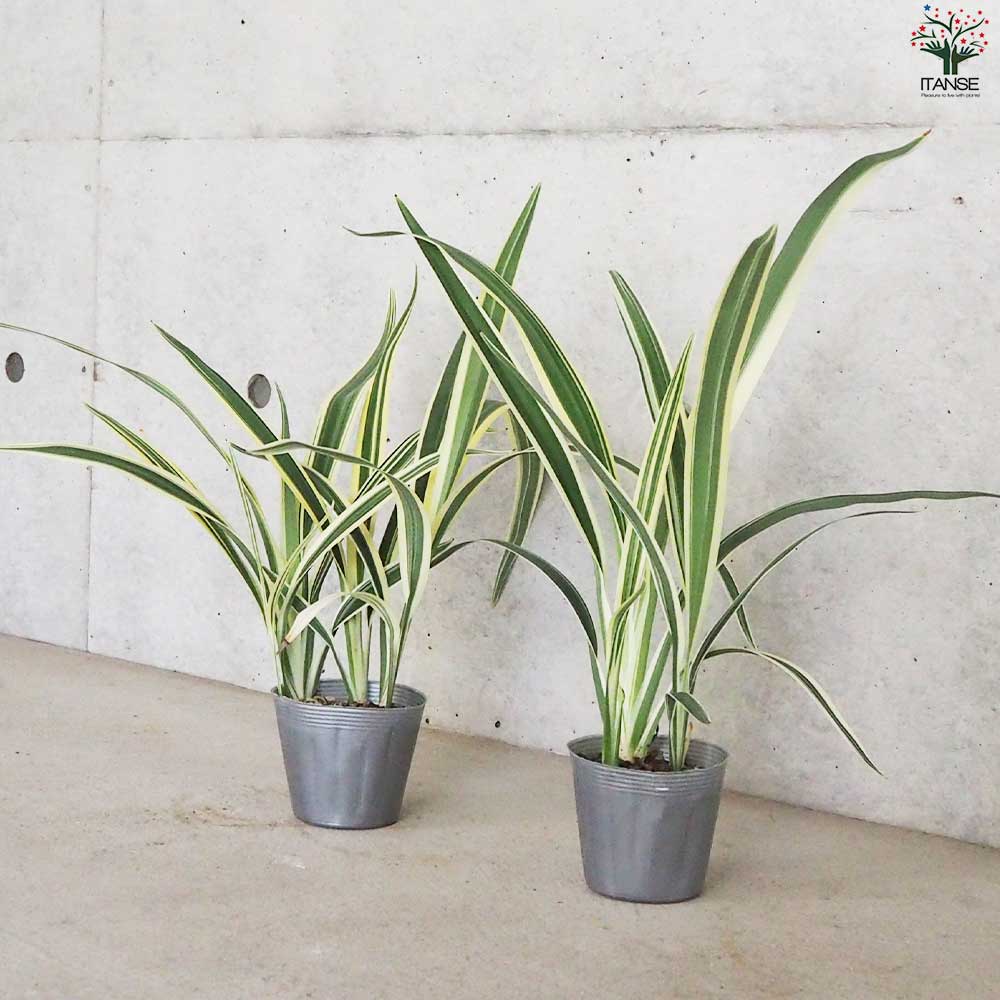 キキョウラン 斑入り 【花苗 3.5号鉢】｜ 【植物のITANSE】全品