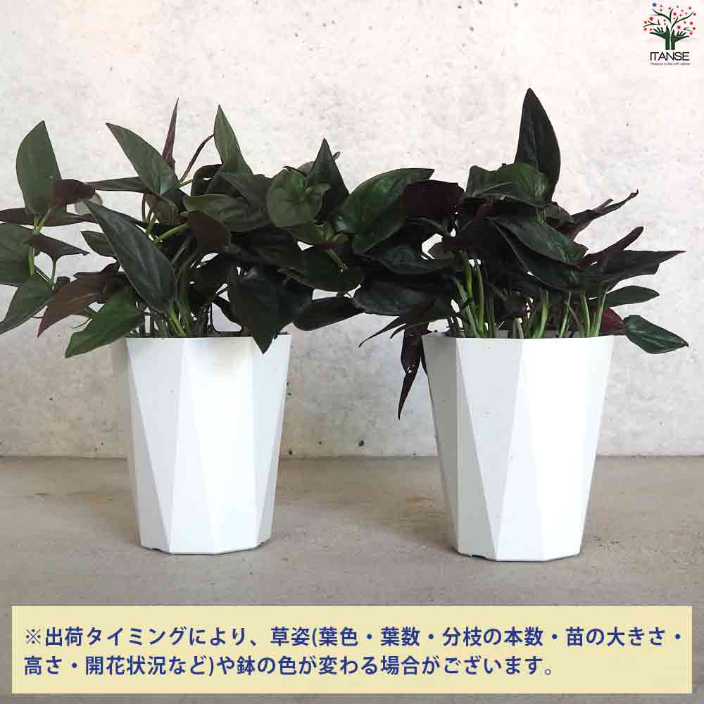 シンゴニューム チョコレート 【観葉植物 4.5号ポット】｜ 【植物の