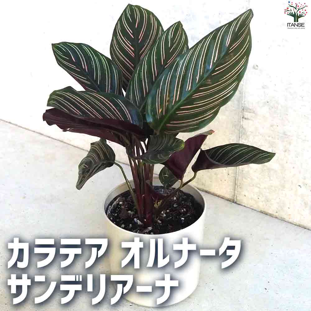 観葉植物 カラテア オルナータ・サンデリアーナ 【観葉植物 4号鉢】