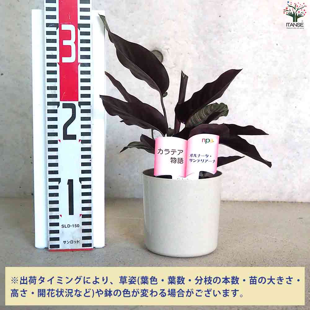 観葉植物 カラテア オルナータ・サンデリアーナ 【観葉植物 4号鉢】