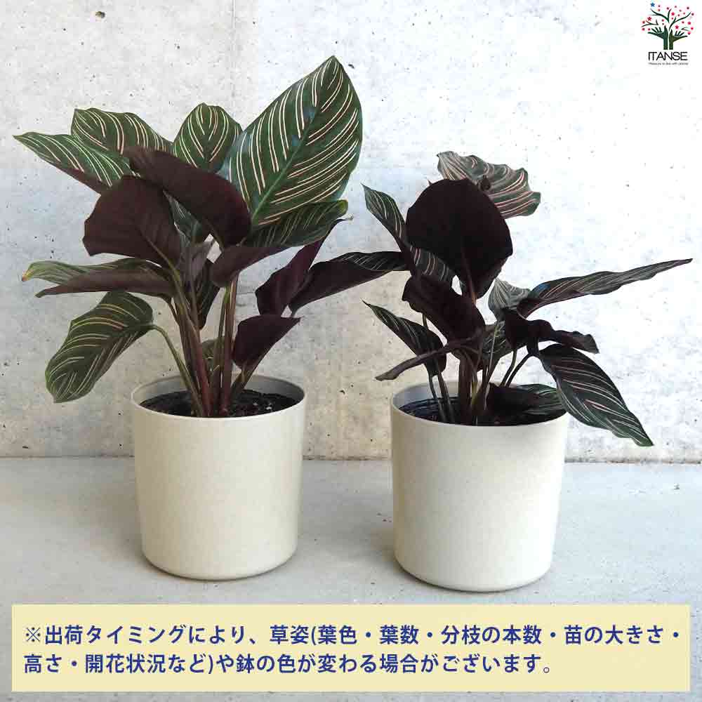 観葉植物 カラテア オルナータ・サンデリアーナ 【観葉植物 4号鉢】