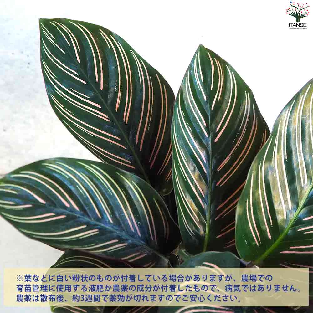 観葉植物 カラテア オルナータ・サンデリアーナ 【観葉植物 4号