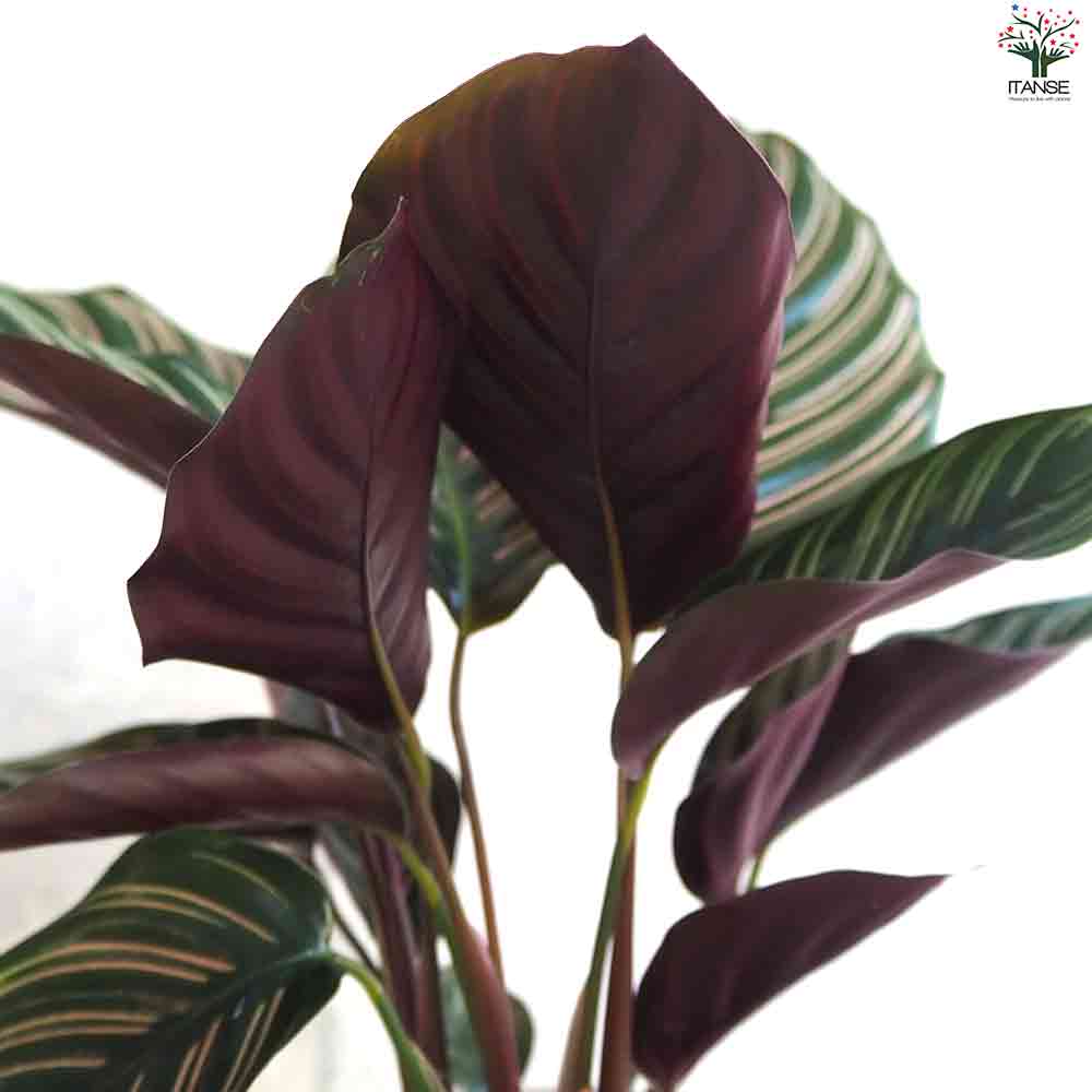 観葉植物 カラテア オルナータ・サンデリアーナ 【観葉植物 4号鉢】