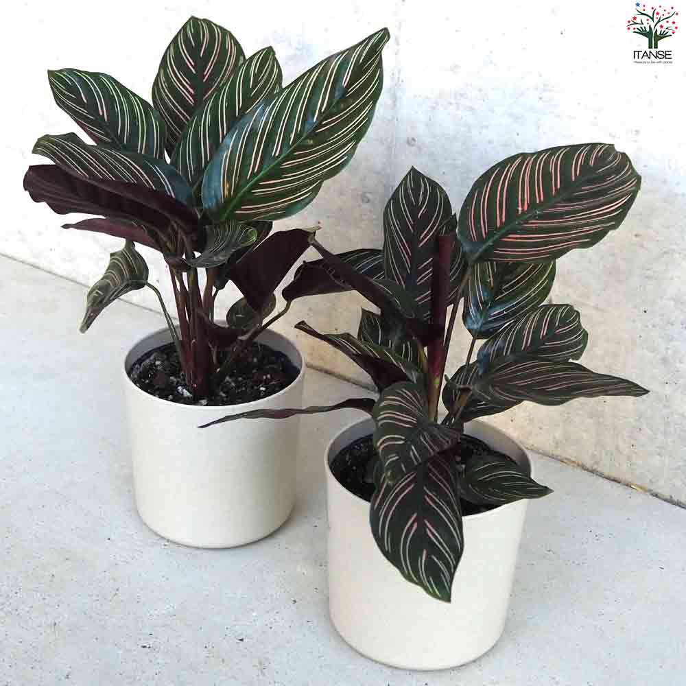 観葉植物 カラテア オルナータ・サンデリアーナ 【観葉植物 4号鉢】